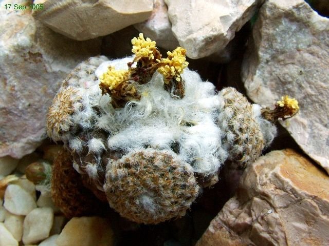 Copiapoa _hypogaea _ssp.laui FK439 _20